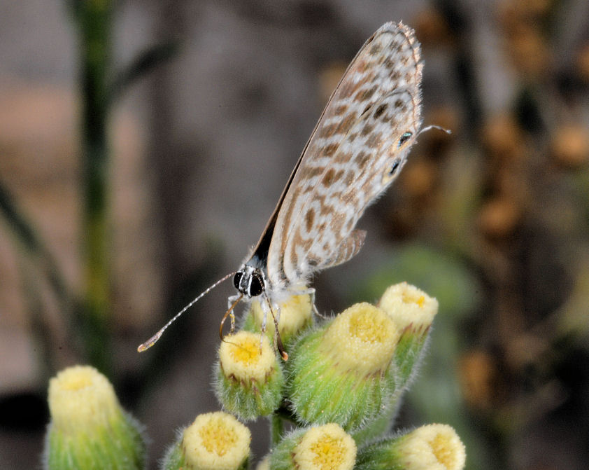 Farfalle, anche in volo!